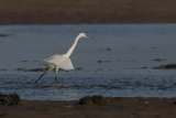 LITTLE EGRET NOVEMBER 2018