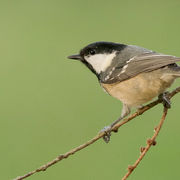 COAL TIT