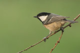 COAL TIT