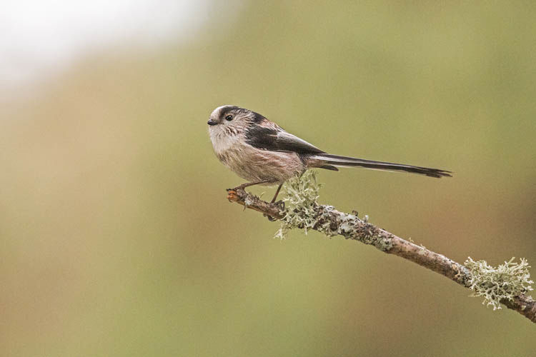 LONG TAILED TIT JANUARY 2020