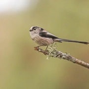 LONG TAILED TIT JANUARY 2020