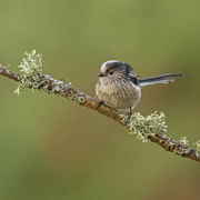 LONG TAILED TIT JANUARY 2020