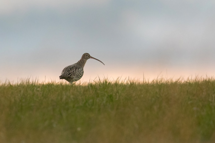 CURLEW JANUARY 2019