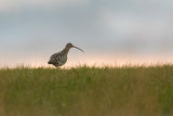 CURLEW JANUARY 2019