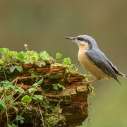 NUTHATCH NOVEMBER 2020