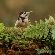 G.S. WOODPECKER SEPTEMBER 2020