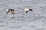 OYSTERCATCHERS MARCH 2018