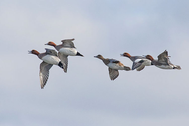 WIGEON MARCH 2018
