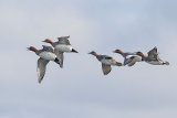 WIGEON MARCH 2018