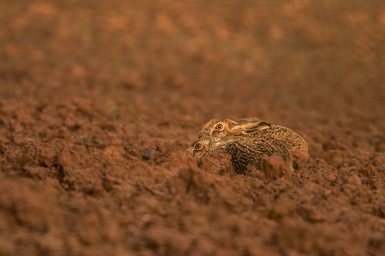 BROWN HARES MARCH 2019