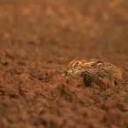 BROWN HARES MARCH 2019