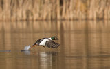 GOLDENEYE MARCH 2018