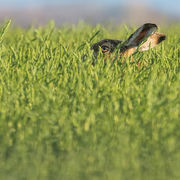 BROWN HARE MARCH 2020