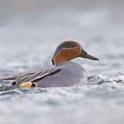 TEAL MARCH 2019