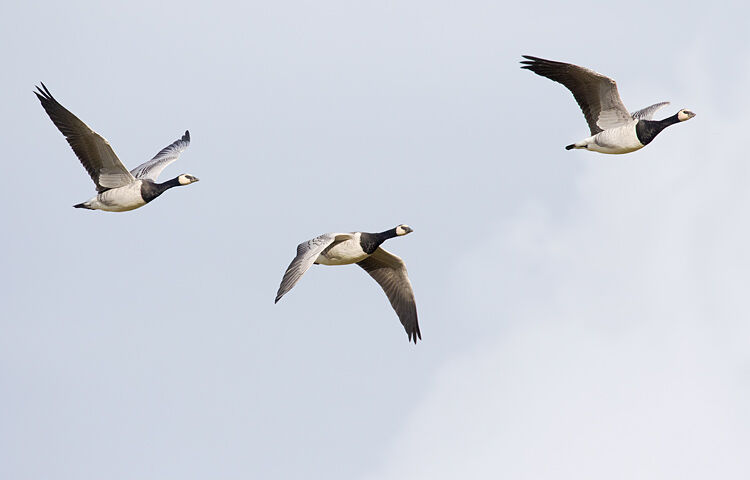 BARNACLE GEESE OCTOBER 2020
