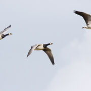 BARNACLE GEESE OCTOBER 2020