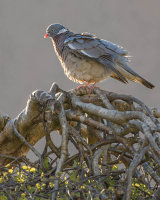 WOODPIGEON APRIL 2018