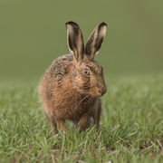 BROWN HARE APRIL 2019