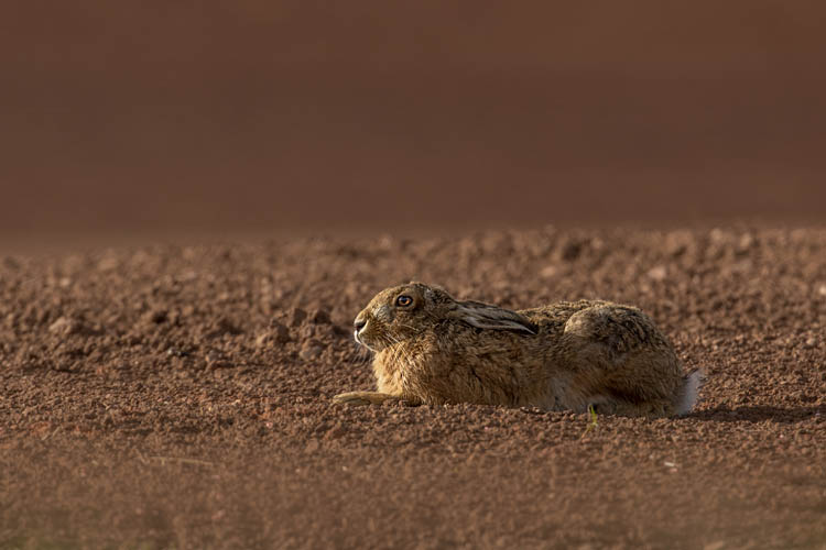 HARE APRIL 2018