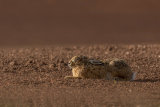 HARE APRIL 2018