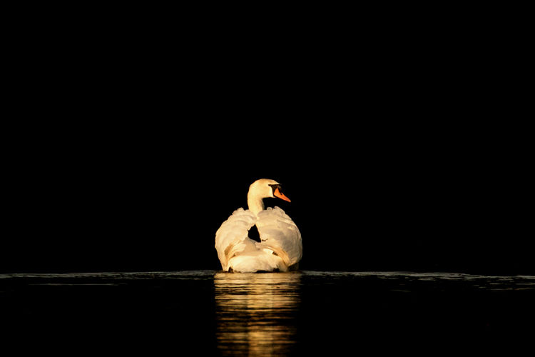 MUTE SWAN APRIL 2019