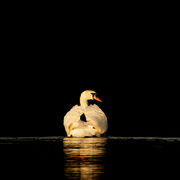MUTE SWAN APRIL 2019