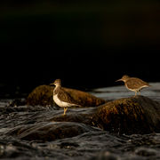 COMMON SANDPIPER APRIL 2019