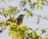SEDGE WARBLER MAY 2018