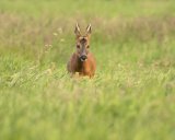 ROE BUCK JUNE 2017