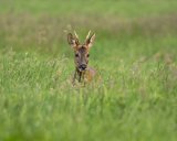 ROE BUCK JUNE 2017