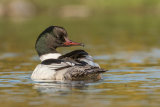 GOOSANDER MAY 2018