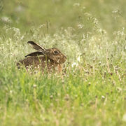 BROWN HARE MAY 2019