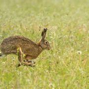 BROWN HARE JULY 2019