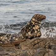 GREY SEAL NOVEMBER 2020