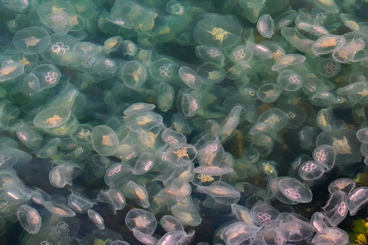 MOON JELLY FISH JUNE 2018