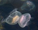 MOON JELLYFISH JUNE 2018