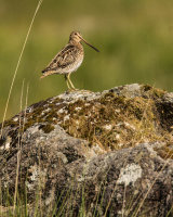 COMMON SNIPE JUNE 2018