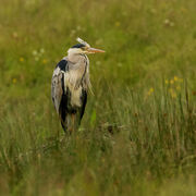 HERON JUNE 2020