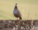 RED LEGGED PARTRIDGE JULY 2018