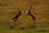 BROWN HARES JULY 2018