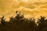 BUZZARD JULY 2018