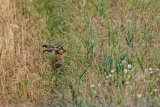 BROWN HARE JULY 2018