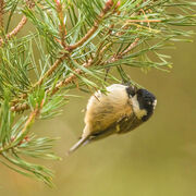 COAL TIT DECEMBER 2020