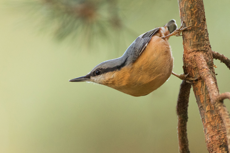 NUTHATCH OCTOBER 2017