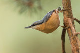 NUTHATCH OCTOBER 2017