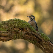 GREAT SPOTTED WOODPECKER DECEMBER 2020