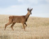 ROEBUCK AUGUST 2018