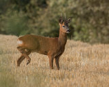 ROEBUCK AUGUST 2018