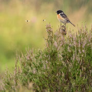 STONECHAT JULY 20019