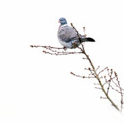 WOOD PIGEON APRIL2020
